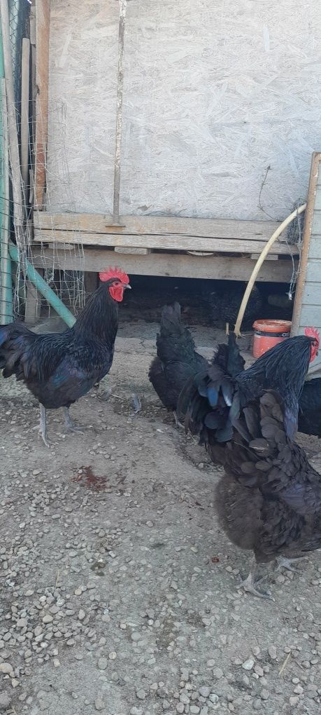 Vând oua australorp