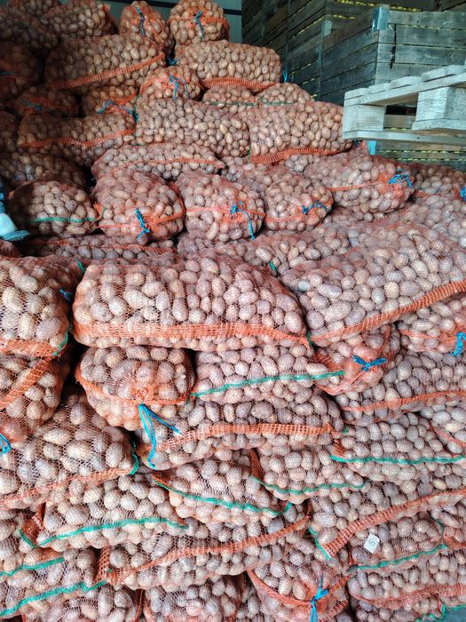 Cartofii de sămânța