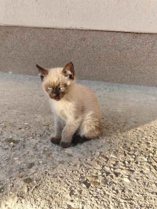 Pui Pisica Siamez  în Nasaud