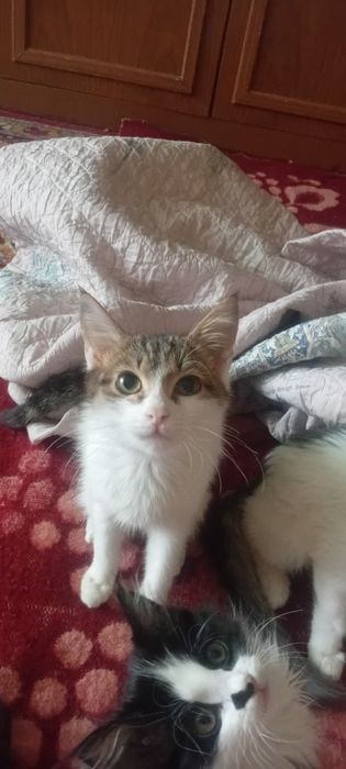 Срочно отдам котят даром есть породистые мальчики