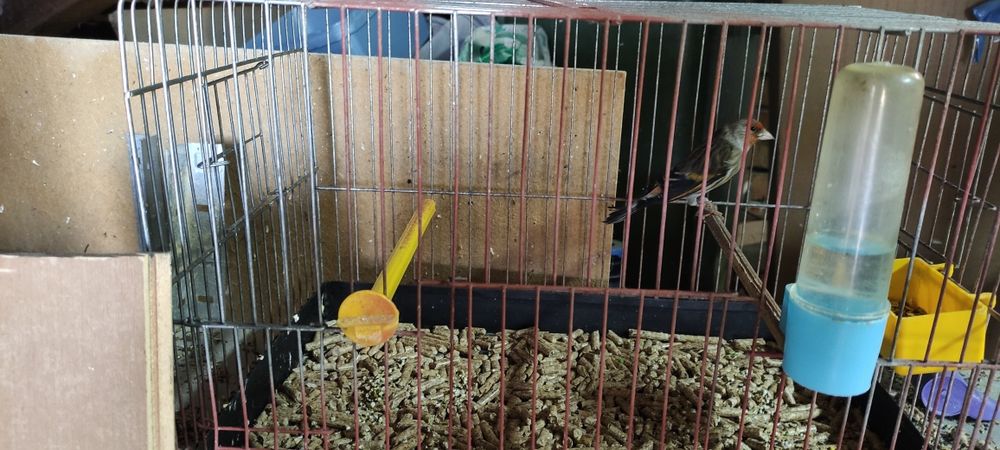 Хибрид от Щиглец