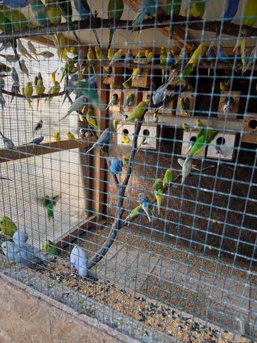 Вълнисти папагали