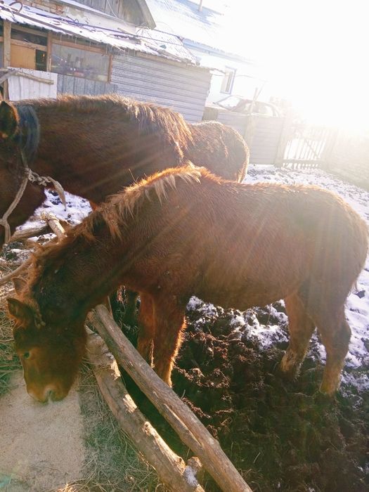 Продам кобылу с жеребёнком