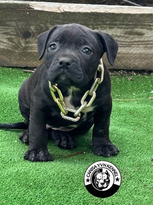 Femela amstaff neagra