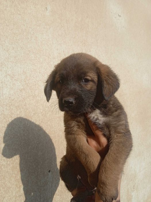 Пристроить собак