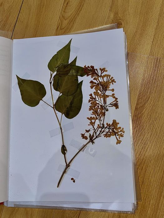 Ierbar, 30/50/80/100 plante