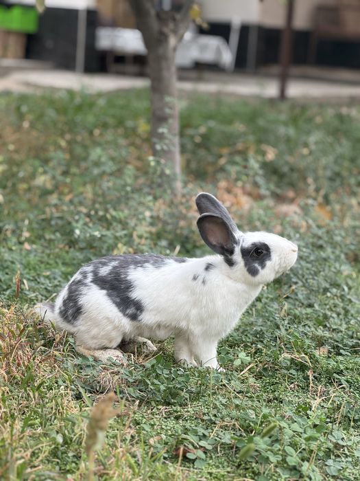 Кролики продаются