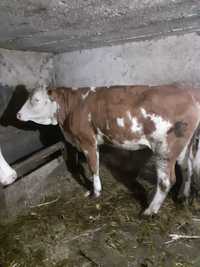 Vand vaca (juninca) baltata romaneasca