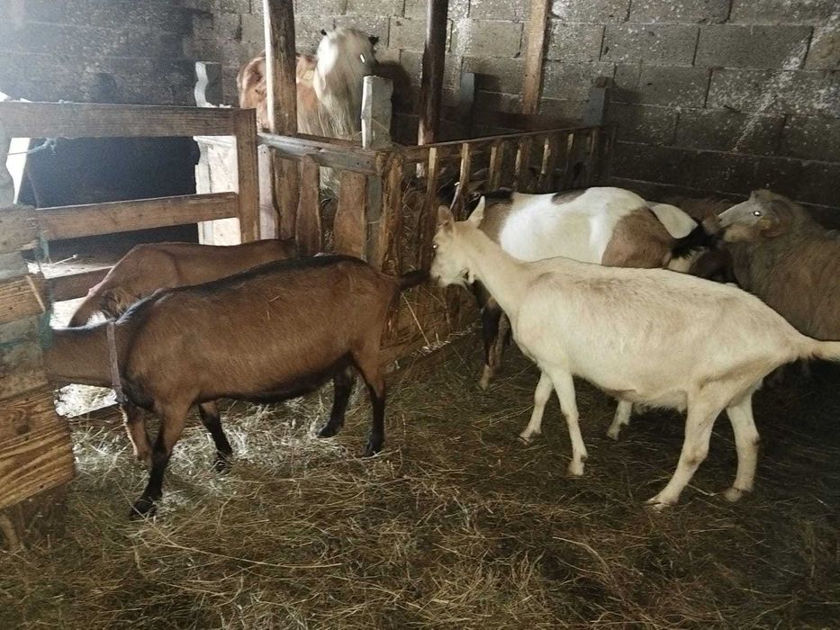 Vând capre ( schimb pe oi)