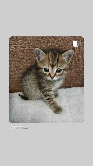 Котята в добрые руки