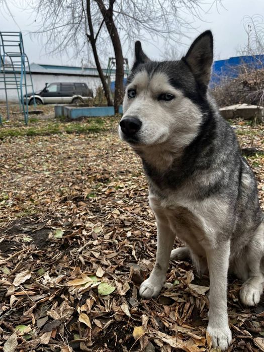 Найдена собака хаски. Ищем хозяина