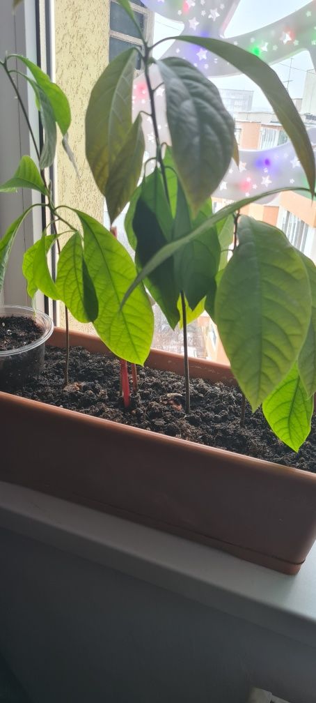 Planta Avocado 50cm