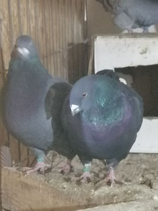 Porumbei american AGH