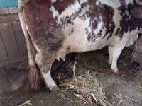 Vând două vaci bălțate românești