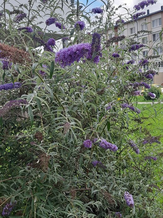 Paulonia tomentosa și arbori de matase