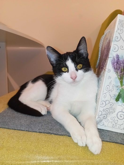 Donatie gratuita pui pisica, deparazitata, vaccinata, blanda