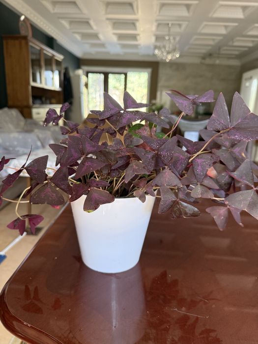 Продам домашнее растение (бабочка)