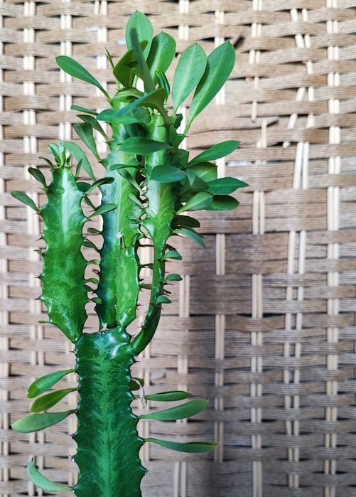 Кактус " Молочай "