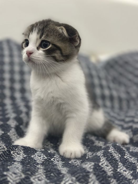 Шотландские вислоухие котята скоттиш фолд