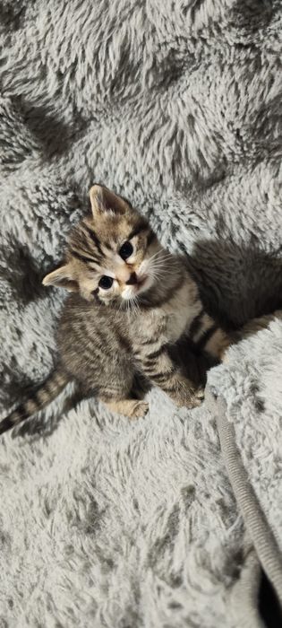 Котята милые пушистые полосатики