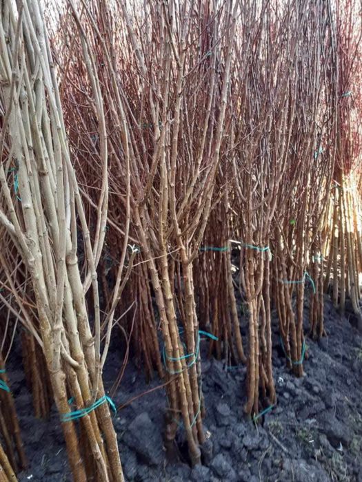 Pomi fructiferi Altoiti