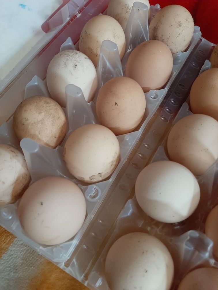 Продам инкубационые яйца