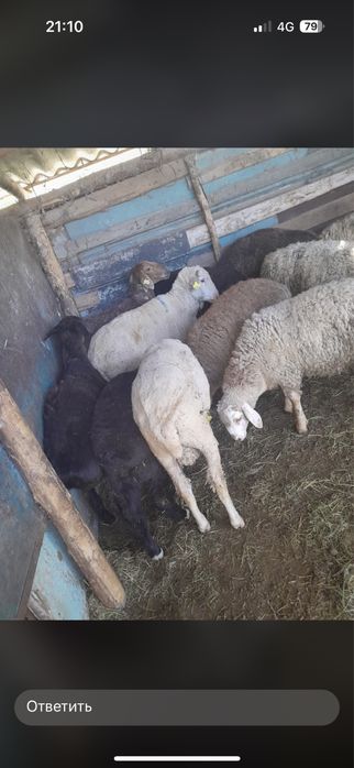 Семіз қой сатылады