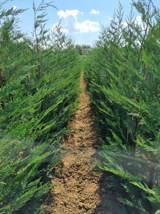 Pepiniera Cristea Ioan oferă spre vânzare Chiparos Leyland (altoit)