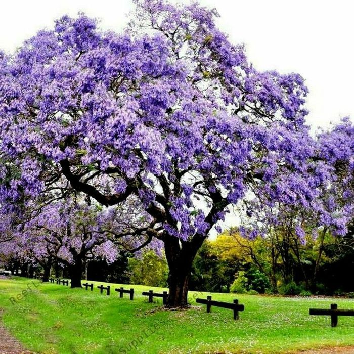Pomi Ornamentali  paulownia  tomentosa