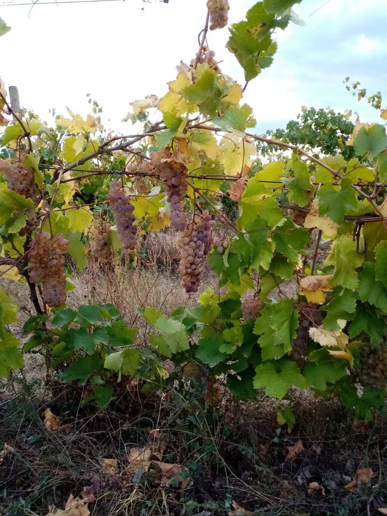 Продава се Земеделски имот в с. Карабунар, Област Пазарджик -  кв.м за 1581 €/дка - Снимка #7