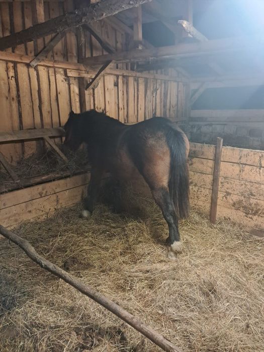 Vand manza de 1 an si 2 luni