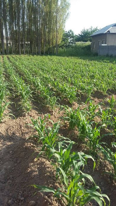 Uchastka 17 sotix O'rta chirchiq