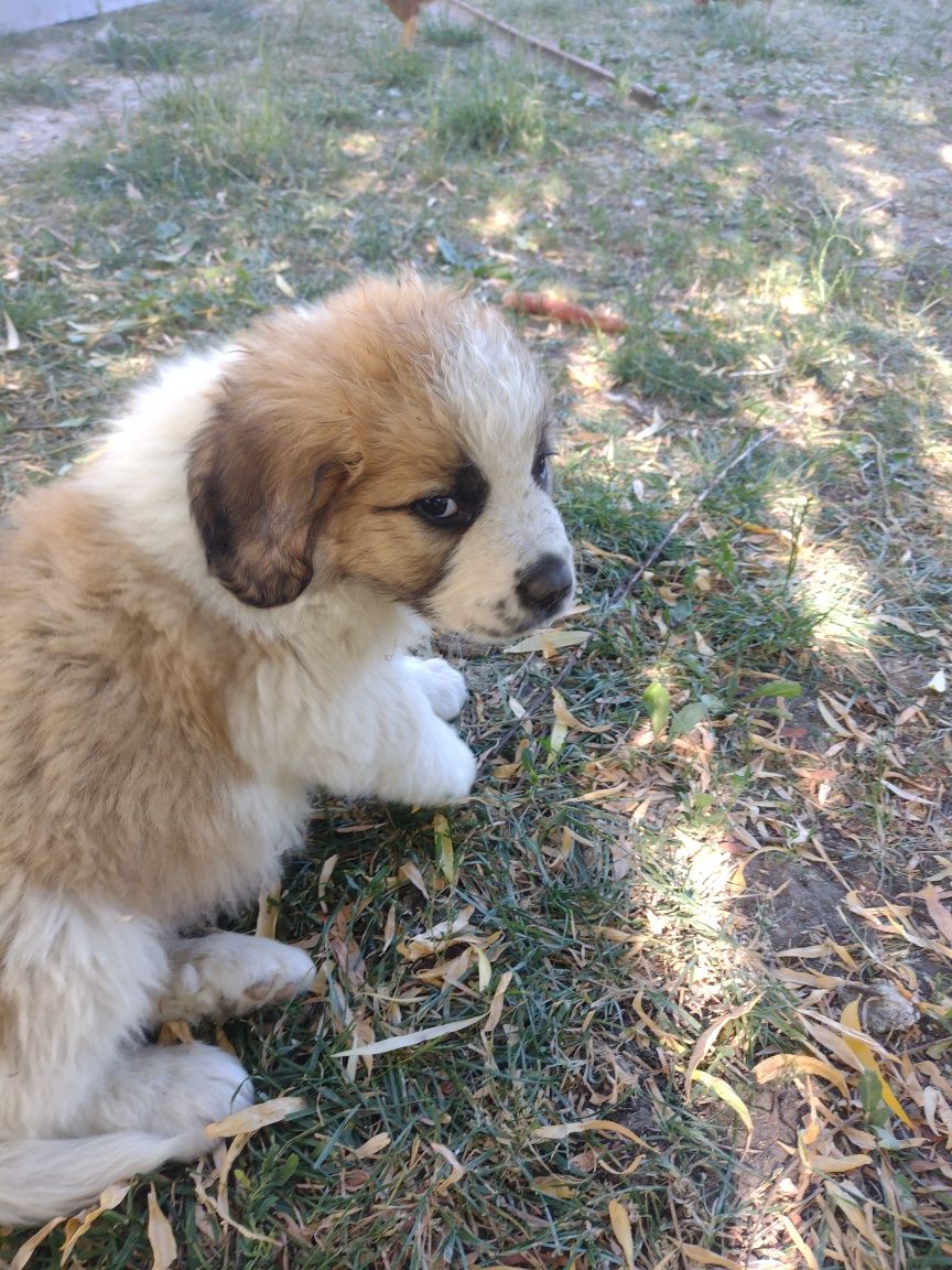 Ofer spre adopție căței Saint Bernard