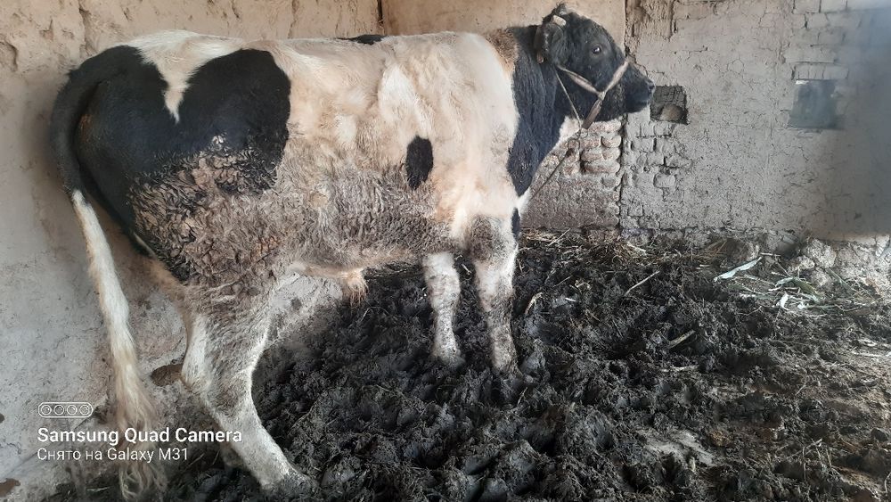 Букатой сатилоди срочна