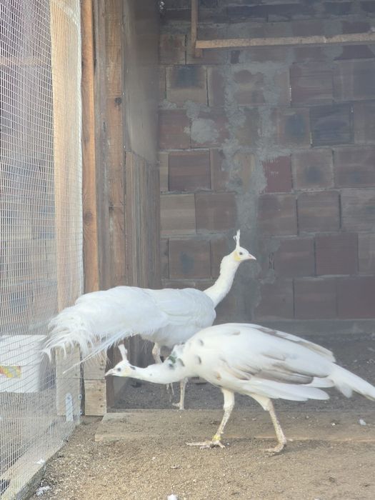 Продавам Пауни чифтове