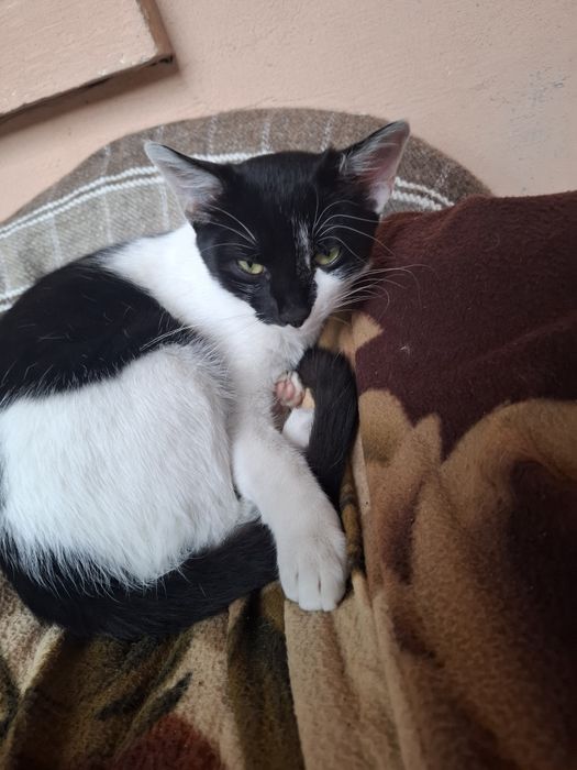 Pui de motan,îl dau ca plec din București și nu are cine sa aibă grija