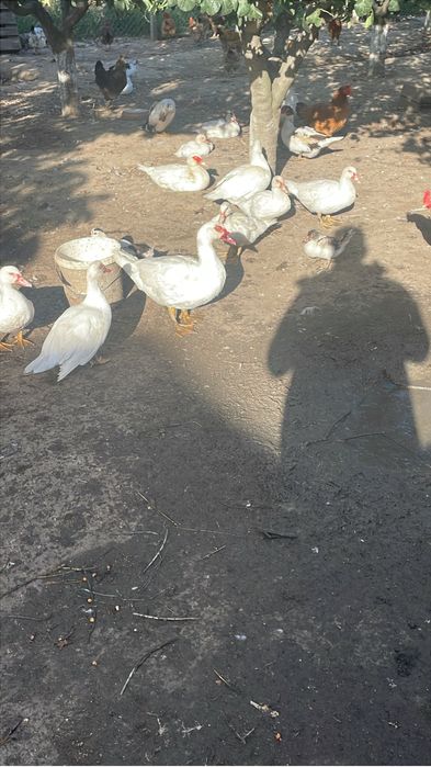 Vand rațe mute 2025