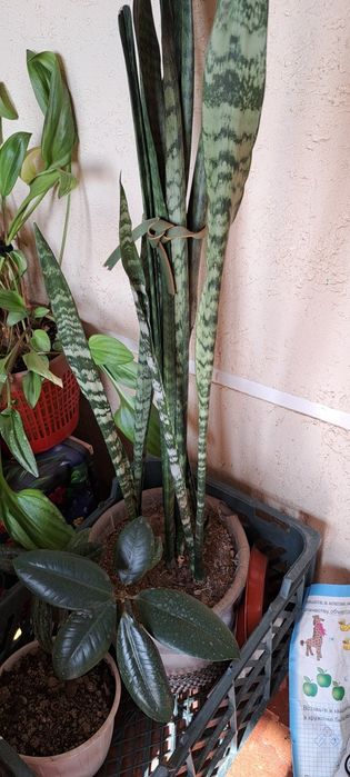 Gul uy va ofis uchun