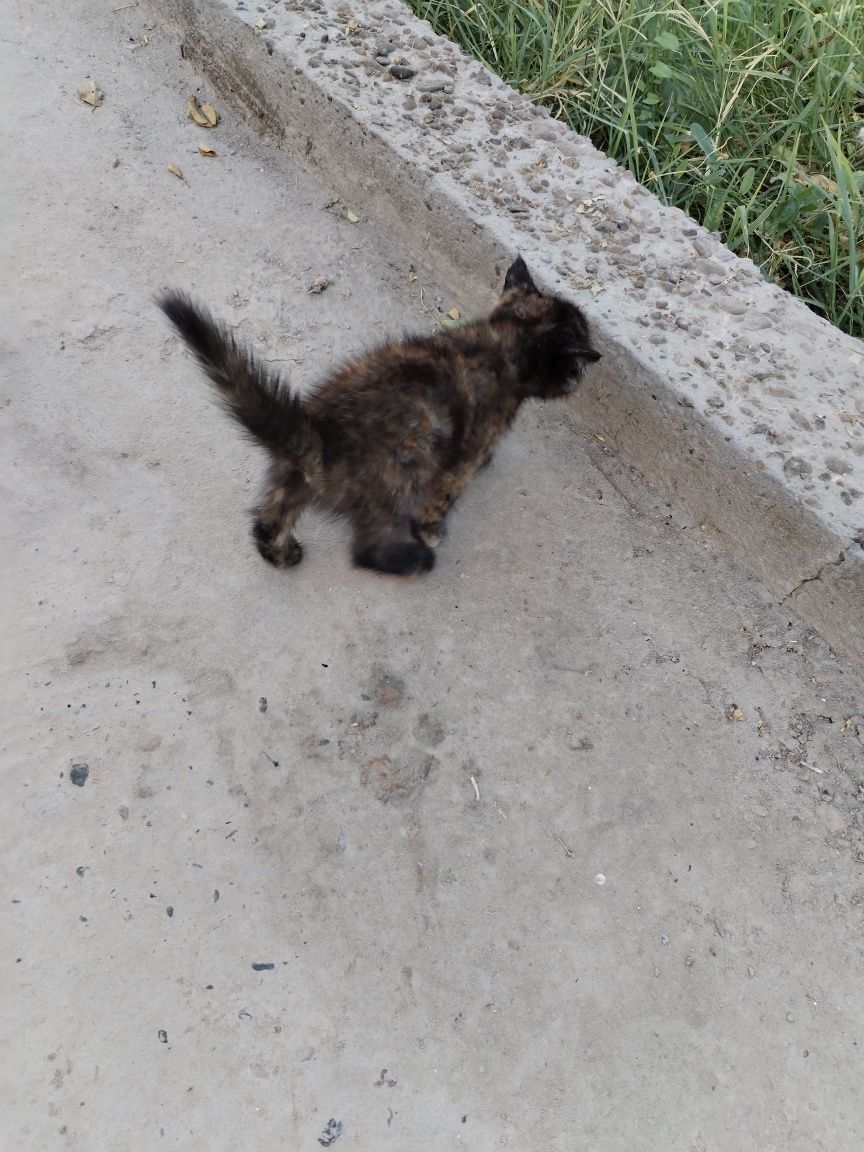 Отдам даром котёнка