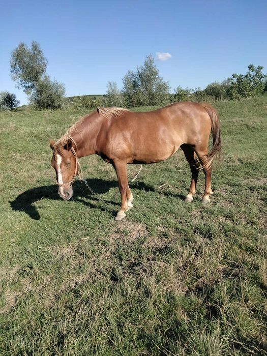 Vând iapa bună de poveri
