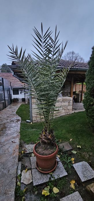 Канарска финикова палма