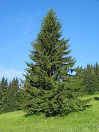 Taxus tisa molid pin mugo