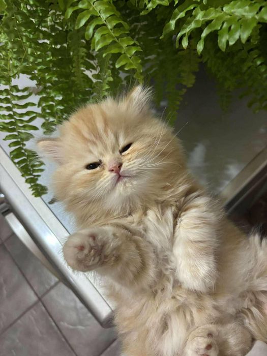 Персийски котенца