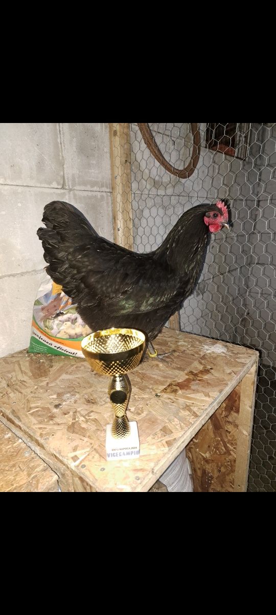 Oua australorp cocos campion