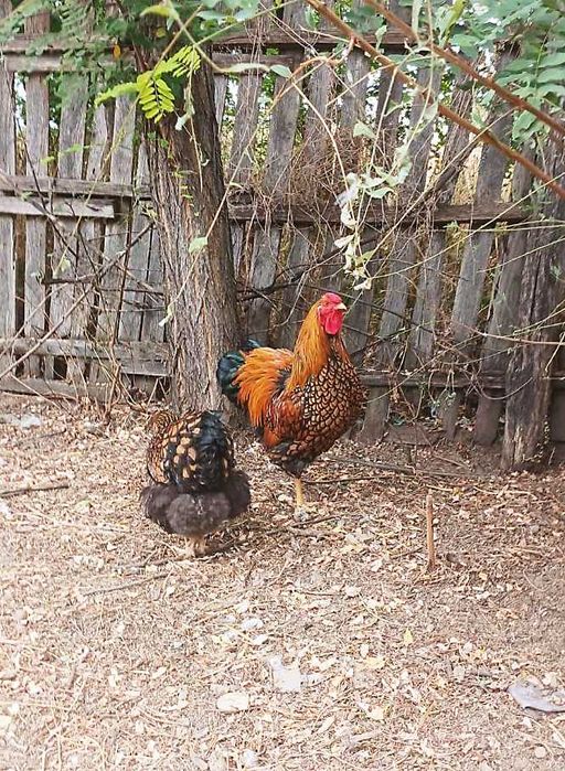 Vand cocosi Wiandotte GSG si Australorp Splash