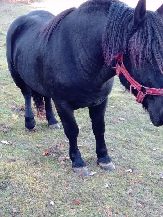 Vând armăsar de 1 an și 10 lunii