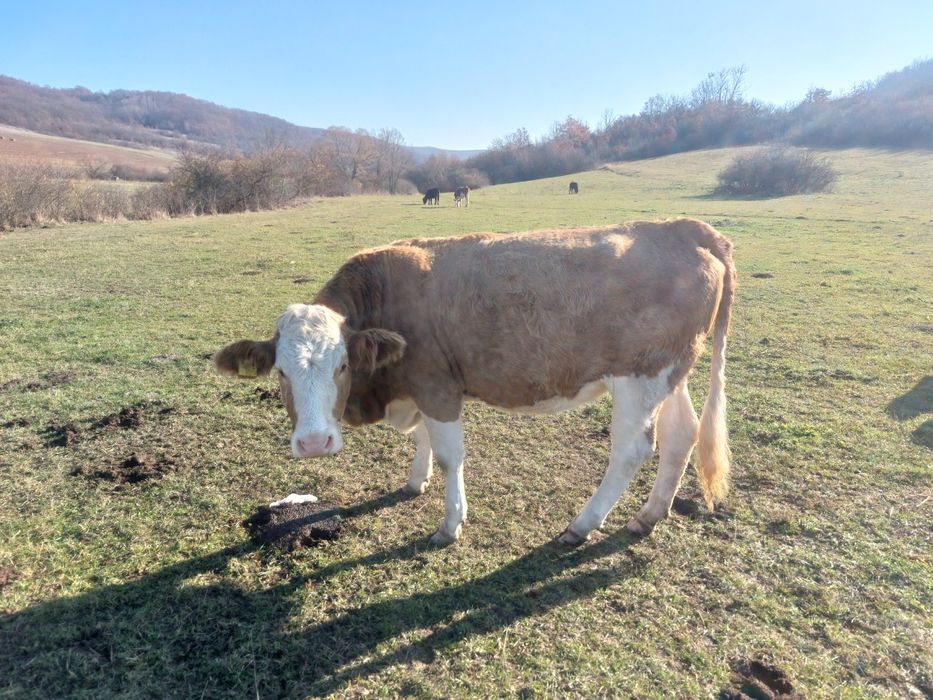 Vand doua juninci gestante