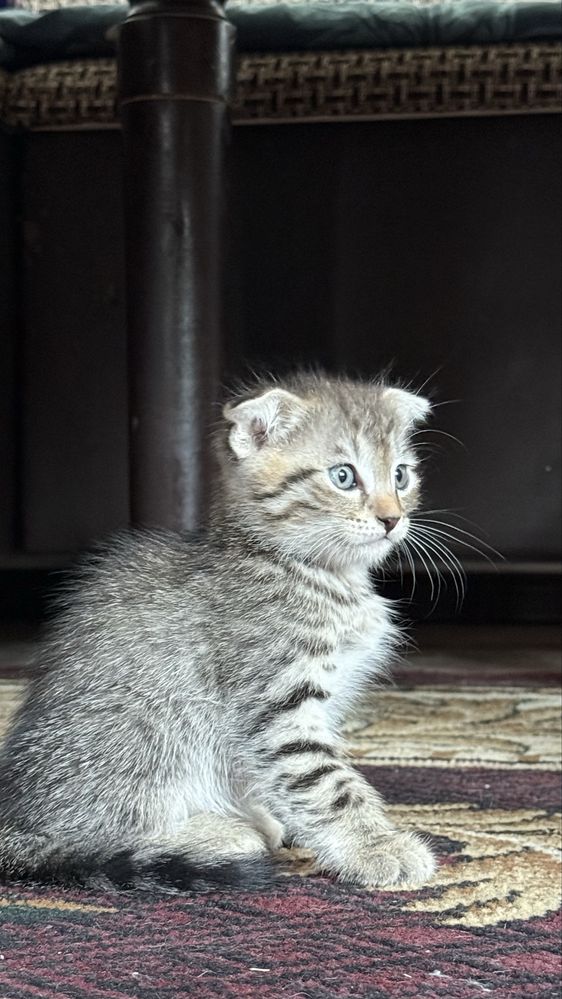 Котенок. Мушукча.