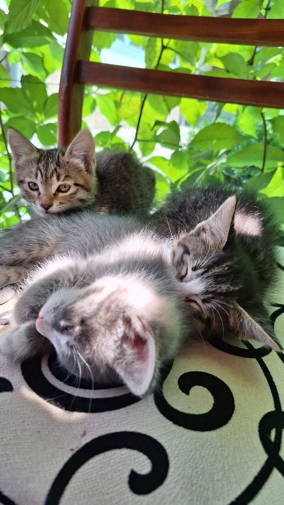 Mushukchalar, Котёнки в хорошие руки