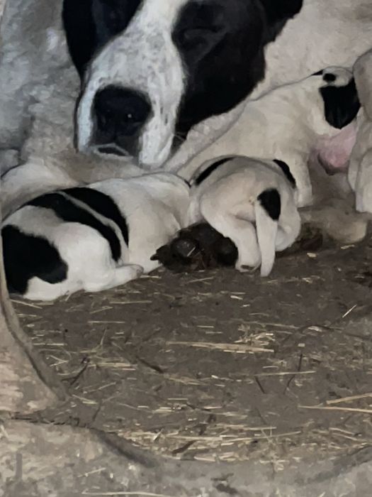 Алабай чистокровный